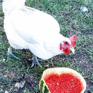 Meet your Posher, Janet